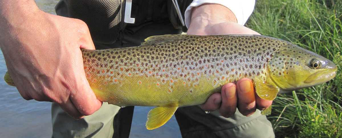 Large brown trout are possible on walk-wade trips